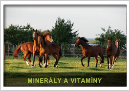Krmivo pro koně - minerály a vitamíny